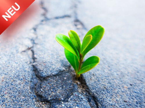 Robust statt Frust – Die Stehaufmännchen-Kompetenz <br>11.06.2026