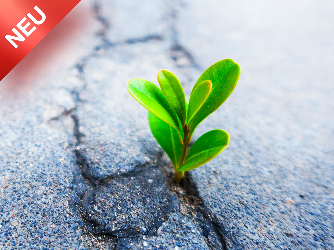 Robust statt Frust – Die Stehaufmännchen-Kompetenz <br>11.06.2026